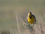 Western Meadowlark