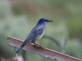 Pinyon Jay