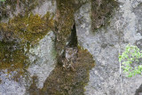 Cliff nest of Willow Flycatcher