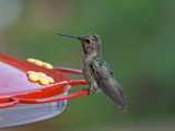 Annas Hummingbird