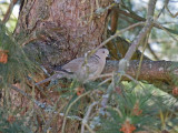 Eurasian Collared-Dove