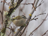 Golden-crowned Kinglet