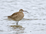 Whimbrel