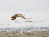 Whimbrel