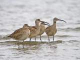 Whimbrel