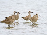 Whimbrel