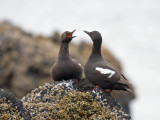 Pigeon Guillemot