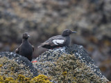 Pigeon Guillemot