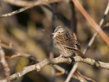 Lincolns Sparrow