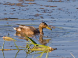 Mallard