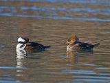 Hooded Merganser