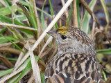 Golden-crowned Sparrow