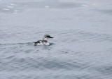 Pigeon Guillemot