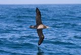 Black-footed Albatross