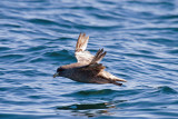 Northern Fulmar