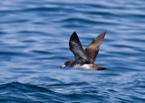 Pink-footed Shearwater