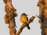 Tropical Kingbird