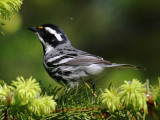 Black-throated Gray Warbler