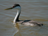 Western Grebe