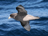 Northern Fulmar