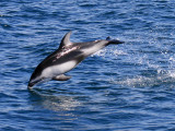 Pacific White-sided Dolphin