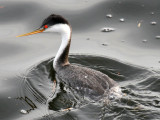 Clarks Grebe