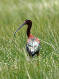 White-faced Ibis