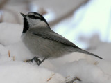 Mountain Chickadee