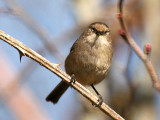 Bushtit