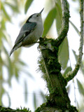 White-breasted Nuthatch