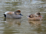 Gadwall