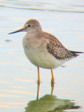 Lesser Yellowlegs