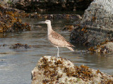 Whimbrel