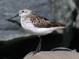 Western Sandpiper