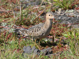 Buff-breasted Sandpiper