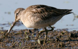 Long-billed Dowitcher