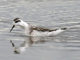 Red-necked Phalarope