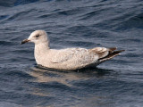 Thayers Gull