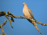 Mourning Dove