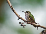 Calliope Hummingbird