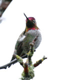 Annas Hummingbird