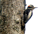 Hairy Woodpecker