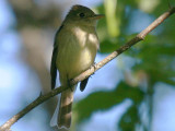 Pacific-slope Flycatcher