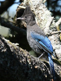 Stellers Jay