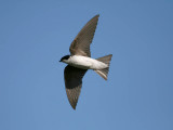 Tree Swallow