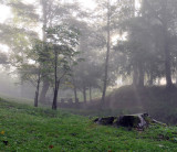 Foggy morning