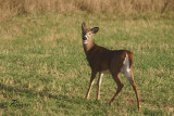 Chevreuil   Deer
