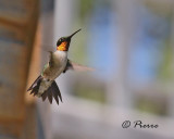 Colibri  Gorge Rubis  Ruby-throated Hummingbird