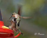 Colibri  Gorge Rubis  Ruby-throated Hummingbird