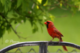 Northern Cardinal f